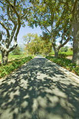 Shady drive down Constantia Wine Vineyard outside of Cape Town, South Africa