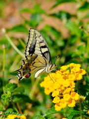 Old World Swallowtail Papilio machaon