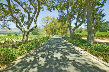 Shady drive down Constantia Wine Vineyard outside of Cape Town, South Africa