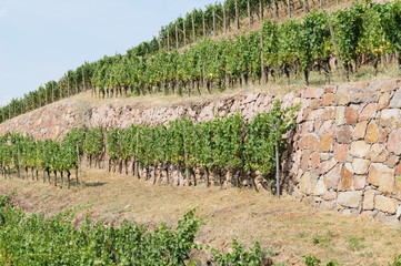 Fototapeta na wymiar Radebeul: Weinhang am Spitzhaus mit Backsteinmauer