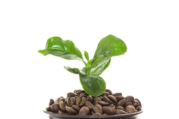 Young green sprout of a tree growing out of the coffee beans instead of ground in a pot. Isolated