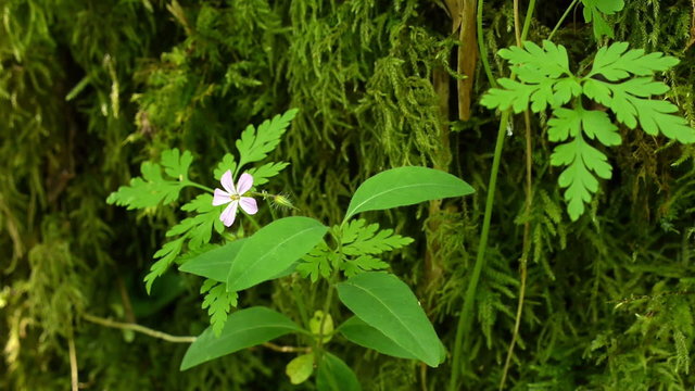 Herb Robert Flower Closeup 1