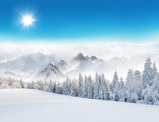 Winter snowy landscape - obrazy, fototapety, plakaty