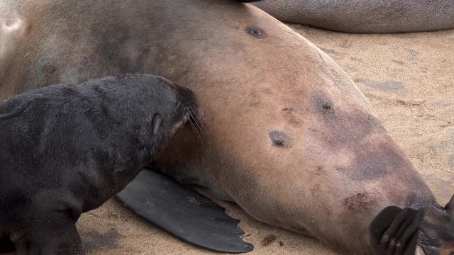 Brown Fur Seal (Arctocephalus Pusillus) suckle the baby at Cape Cross, Skeleton Coast (Namibia)