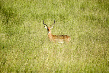 Impala in the middle of green grass of Lewa Wildlife Conservancy, North Kenya, Africa
