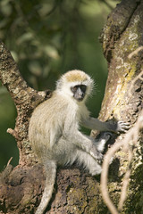 Vervit Monkey sitting in tree outside of Lewa Wildlife Conservancy, North Kenya, Africa