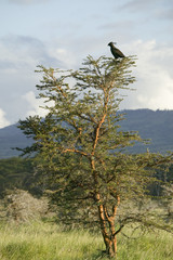 Bird sits in tree at Lewa Wildlife Conservancy, North Kenya, Africa
