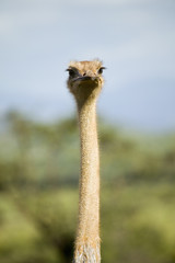 Ostrich looks directly into camera at the Lewa Wildlife Conservancy, North Kenya, Africa