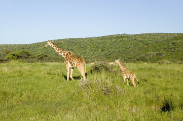 Naklejka na ściany i meble Mother and baby Masai Giraffe in green grass of Lewa Wildlife Conservancy, North Kenya, Africa