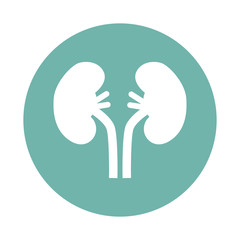 Human kidneys icon