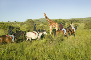 Female horseback riders ride horses in morning near Masai Giraffe at the Lewa Wildlife Conservancy in North Kenya, Africa