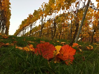 Weinreben im Herbst