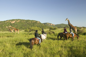 Female horseback riders ride horses in morning near Masai Giraffe at the Lewa Wildlife Conservancy...