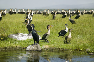 Cormorant at Lake Naivasha, Great Rift Valley, Kenya, Africa