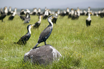 Cormorant at Lake Naivasha, Great Rift Valley, Kenya, Africa