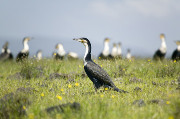 Cormorant at Lake Naivasha, Great Rift Valley, Kenya, Africa