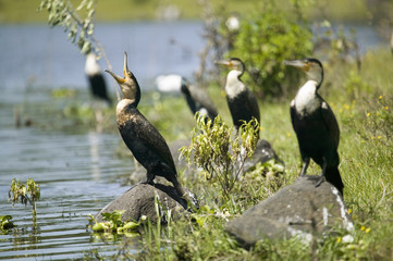 Cormorant at Lake Naivasha, Great Rift Valley, Kenya, Africa