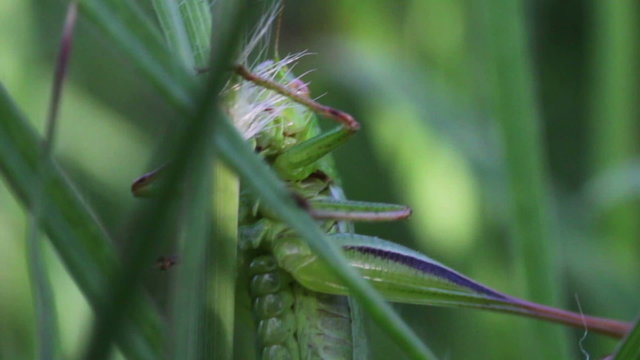 Grasshopper in the green grass.