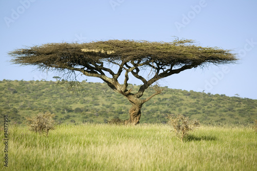 Scattered Acacia Trees, Kenya, Africa загрузить