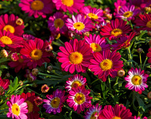 Obraz na płótnie Canvas Colorful flowers in the garden