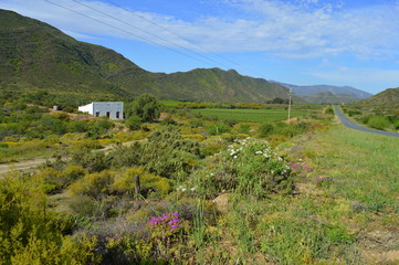 Fototapeta na wymiar Western Cape Vineyard - Farmhouse 