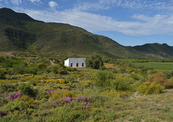 Western Cape Vineyard - Farmhouse 