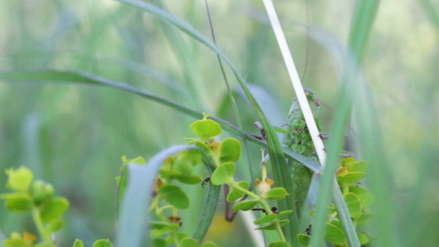 Grasshopper in the green grass.