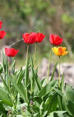 Тюльпаны на клумбе