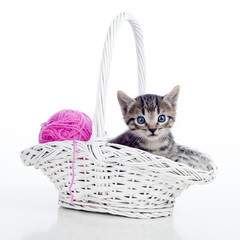 Gatito con ojos azules en cesta con ovillo de lana