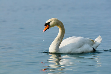 Naklejka premium Swan in water
