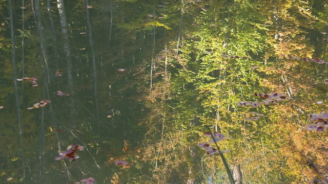 ripples on the surface of the lake in sunlight with reflection of autumn forest