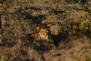 Lion resting in field