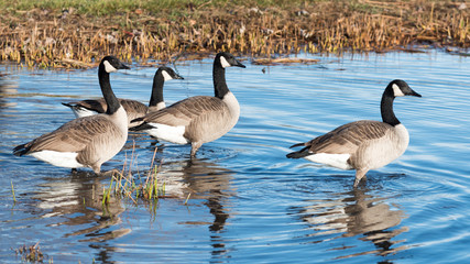 Obraz premium Canada Geese in a Pond