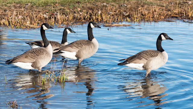 Canada Geese in a Pond