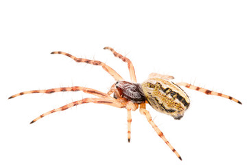 Spider Aculepeira armida isolated on white background, lateral view.