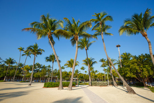 Tropical resort with coconut palms on sandy beach, Florida, USA