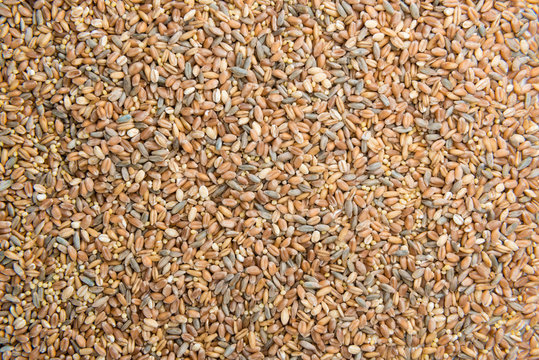 Cereals (for use as background image or as texture)