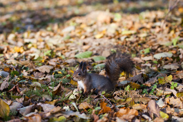 Squirrel gnaws nut, autumn foliage