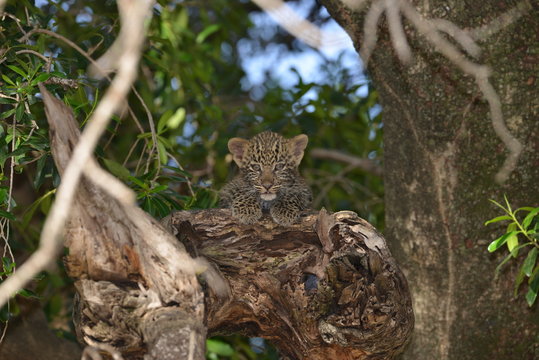 Baby Leopard in Tree