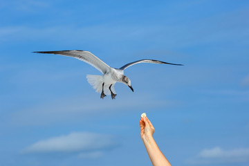 Flying seagull taking food from hand