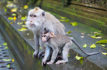 Monkeys in the park of Ubud in Bali