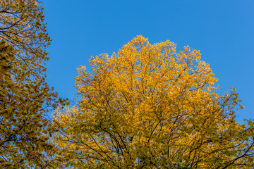 Couleurs d'automne  au Parc de la Tête-d'Or de Lyon