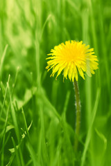 Yellow dandelion flower in the middle of green grass