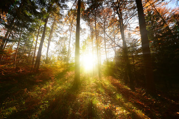 Fototapeta premium Wschód słońca w lesie