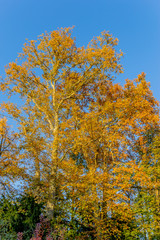 Couleurs d'automne  au Parc de la Tête-d'Or de Lyon