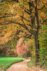 Herbst Bäume Weg Park