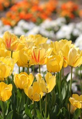 Жёлтые тюльпаны на клумбе в ботаническом саду г. Балчик (Болгария) 