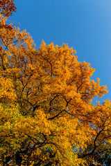 Couleurs d'automne au Parc de la Tête-d'Or de Lyon