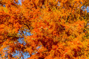 Fototapeta na wymiar Cyprès chauve en automne au Parc de la Tête-d'Or de Lyon