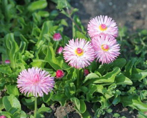 Розовые маргаритки © dinar12